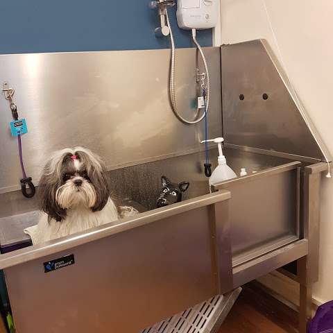 Bubbles Dog Grooming photo